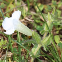 Centranthera indica (L.) Gamble